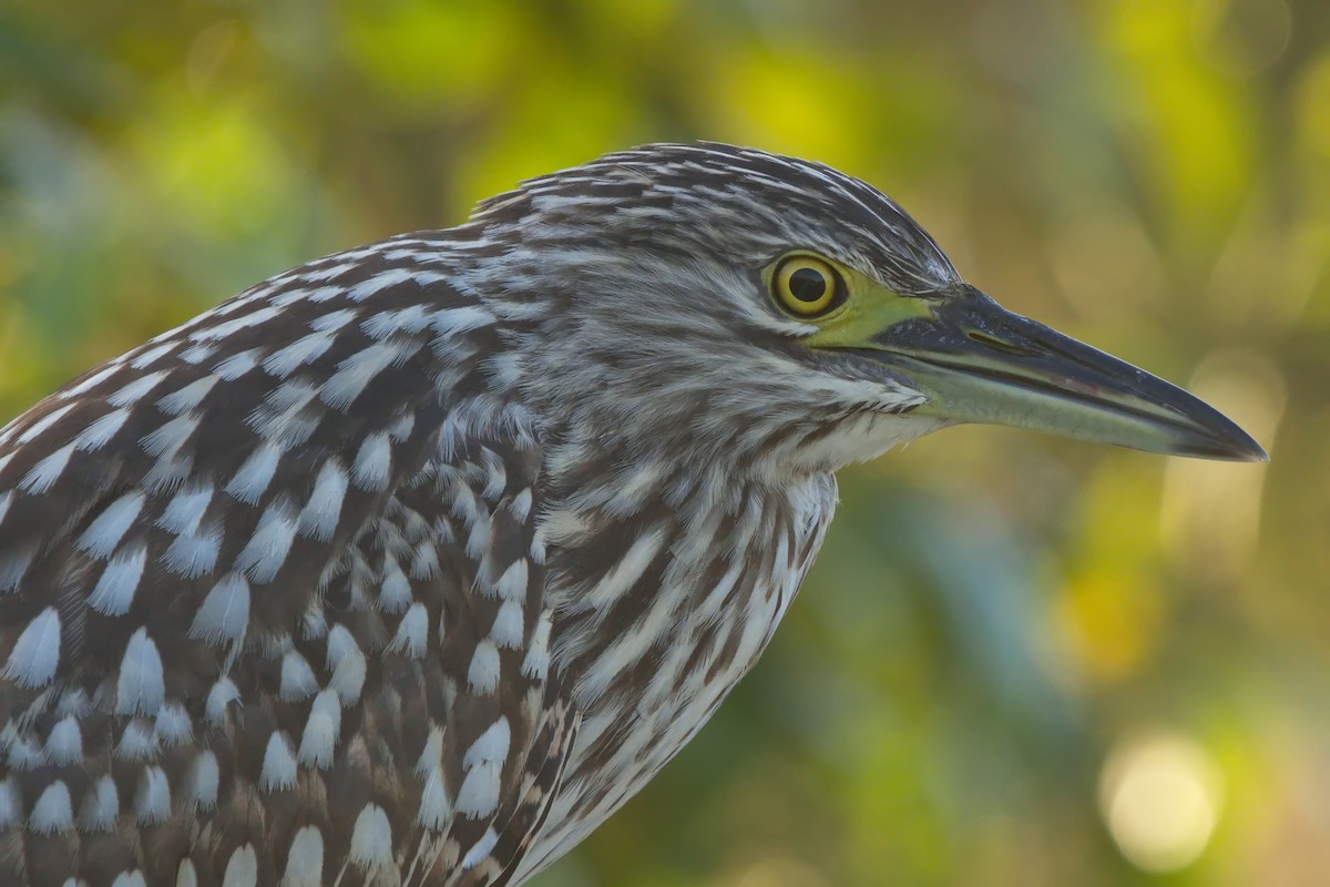 Nankeen Night Heron - ML622058234