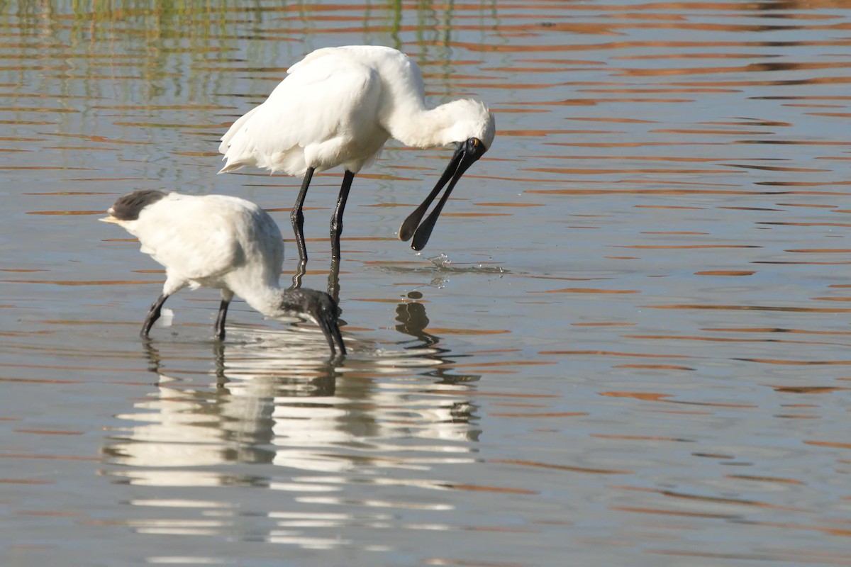 Royal Spoonbill - ML622058235