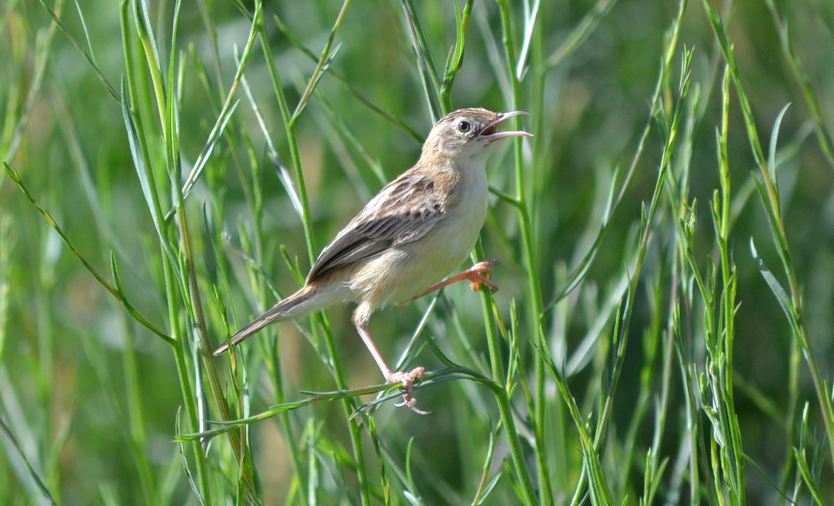 Zitting Cisticola - ML622058236