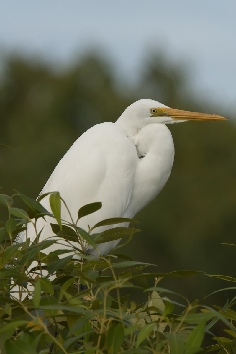 Great Egret - ML622058237