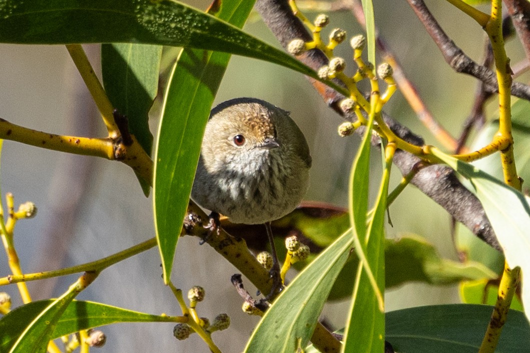 Brown Thornbill - ML622058238