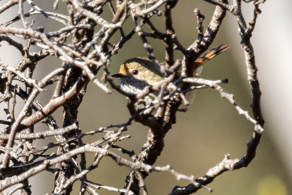 Brown Thornbill - ML622058239