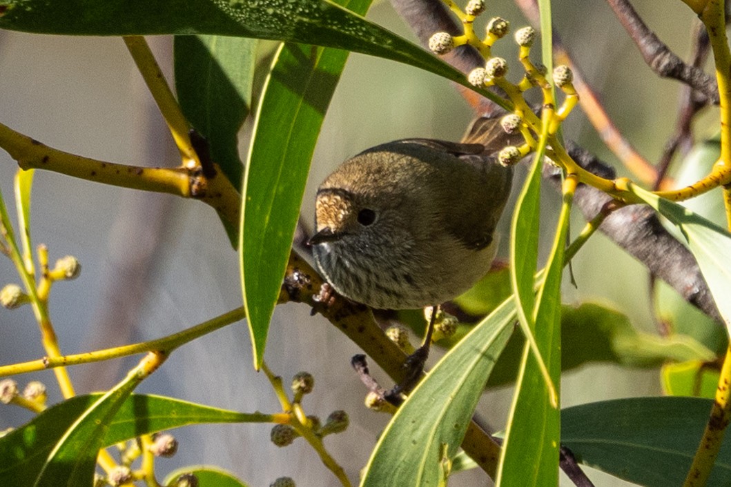 Brown Thornbill - Richard and Margaret Alcorn