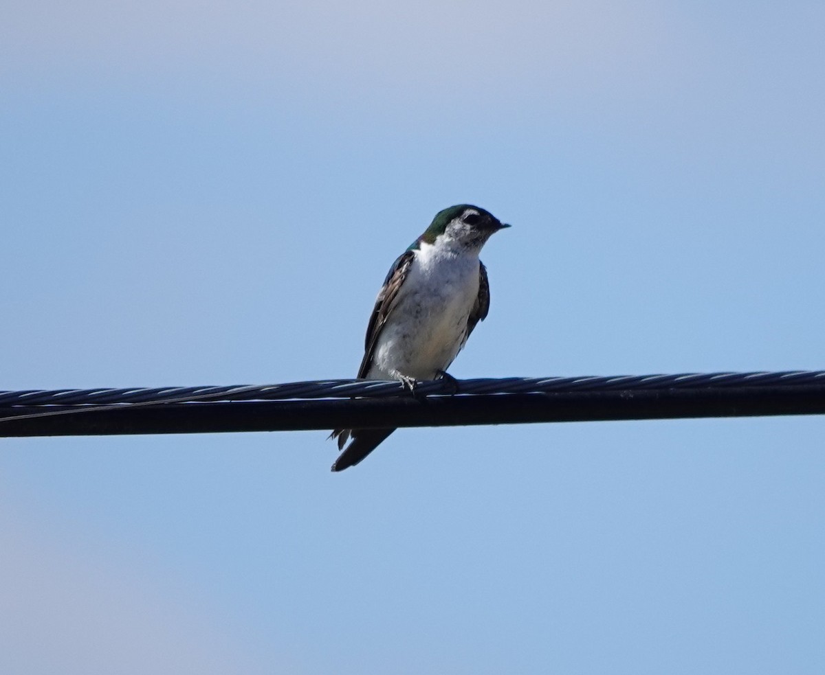 Violet-green Swallow - ML622058241