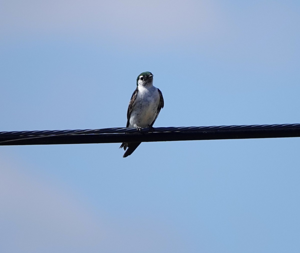 Violet-green Swallow - ML622058242