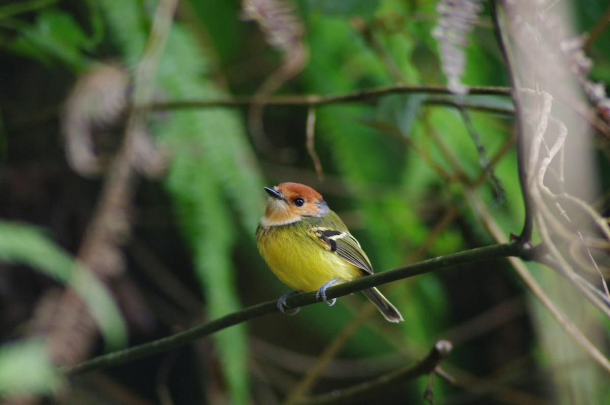 Rufous-crowned Tody-Flycatcher - ML622058243