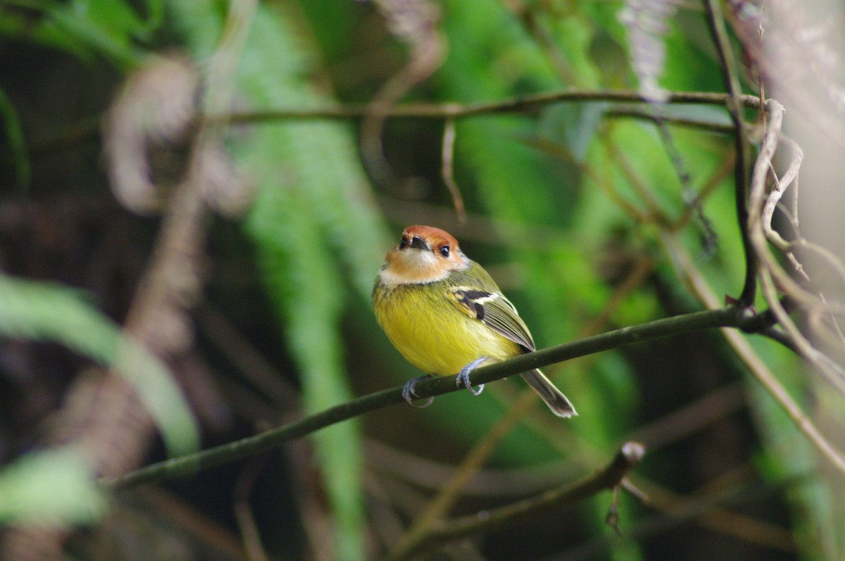 Rufous-crowned Tody-Flycatcher - ML622058244