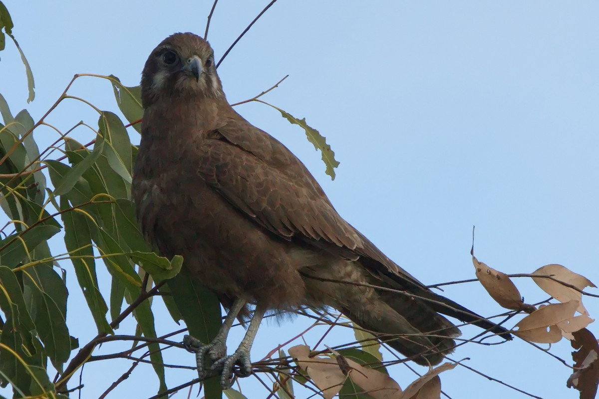 Brown Falcon - ML622058251