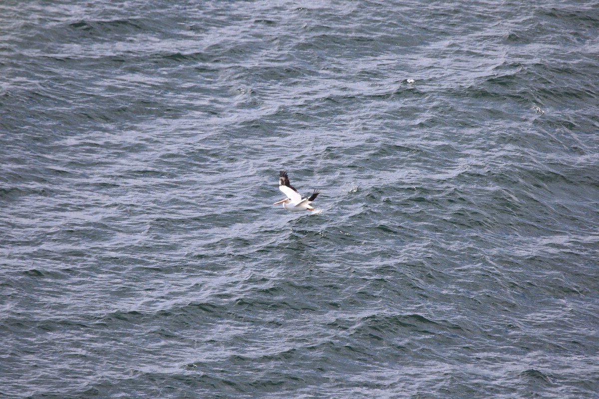 American White Pelican - ML622058252