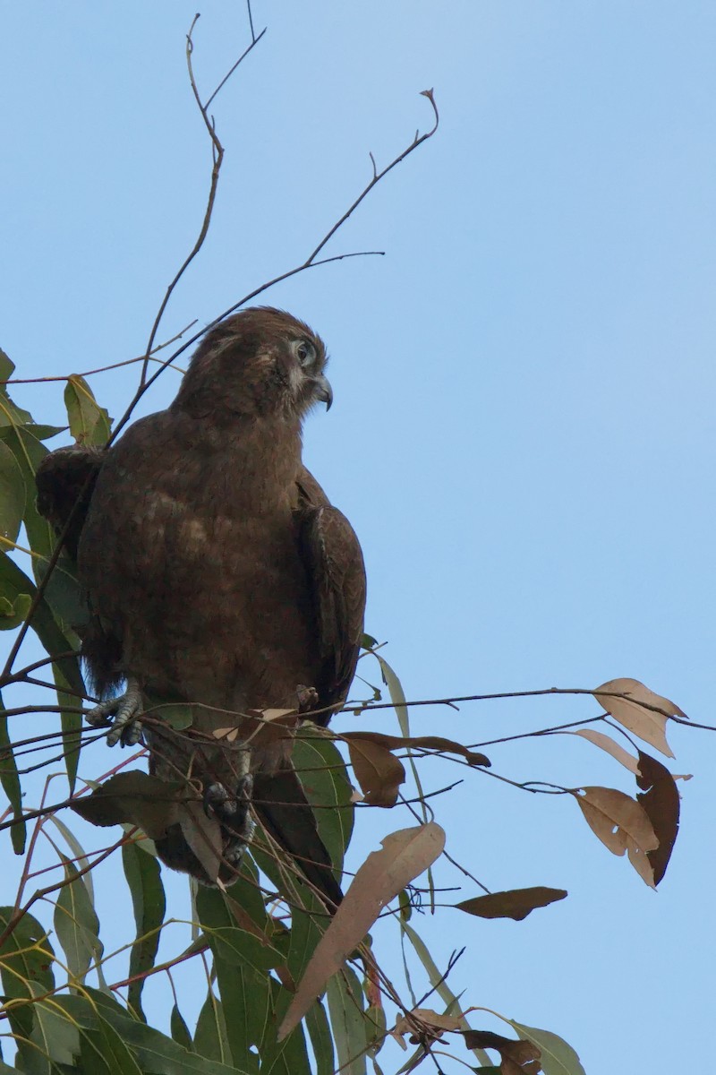 Brown Falcon - ML622058253