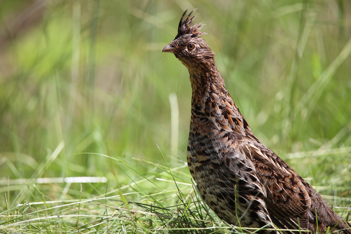 Ruffed Grouse - ML622058254