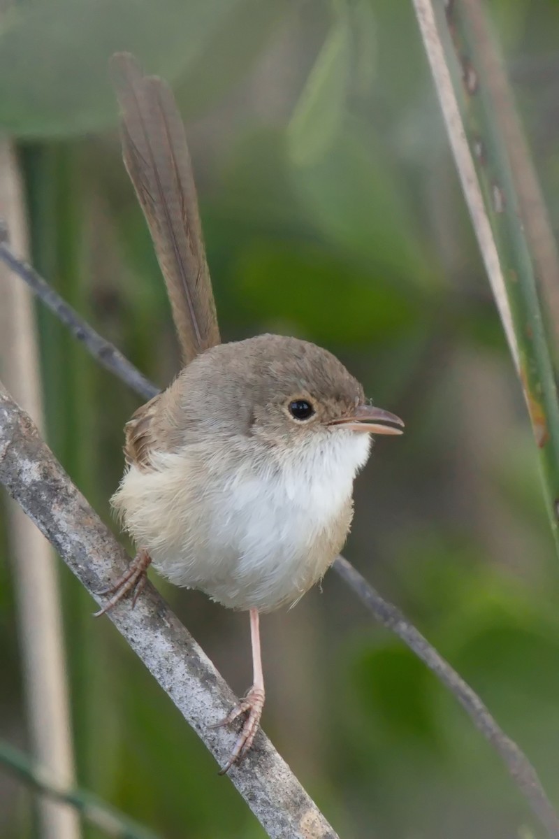 Red-backed Fairywren - ML622058255