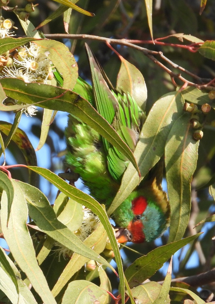 Musk Lorikeet - ML622058263