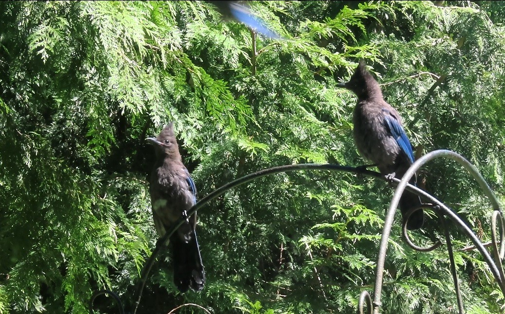 Steller's Jay (Coastal) - ML622058264