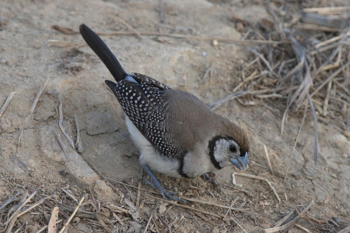 Double-barred Finch - ML622058266