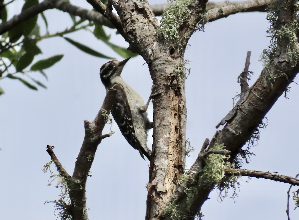 Nuttall's Woodpecker - ML622058269