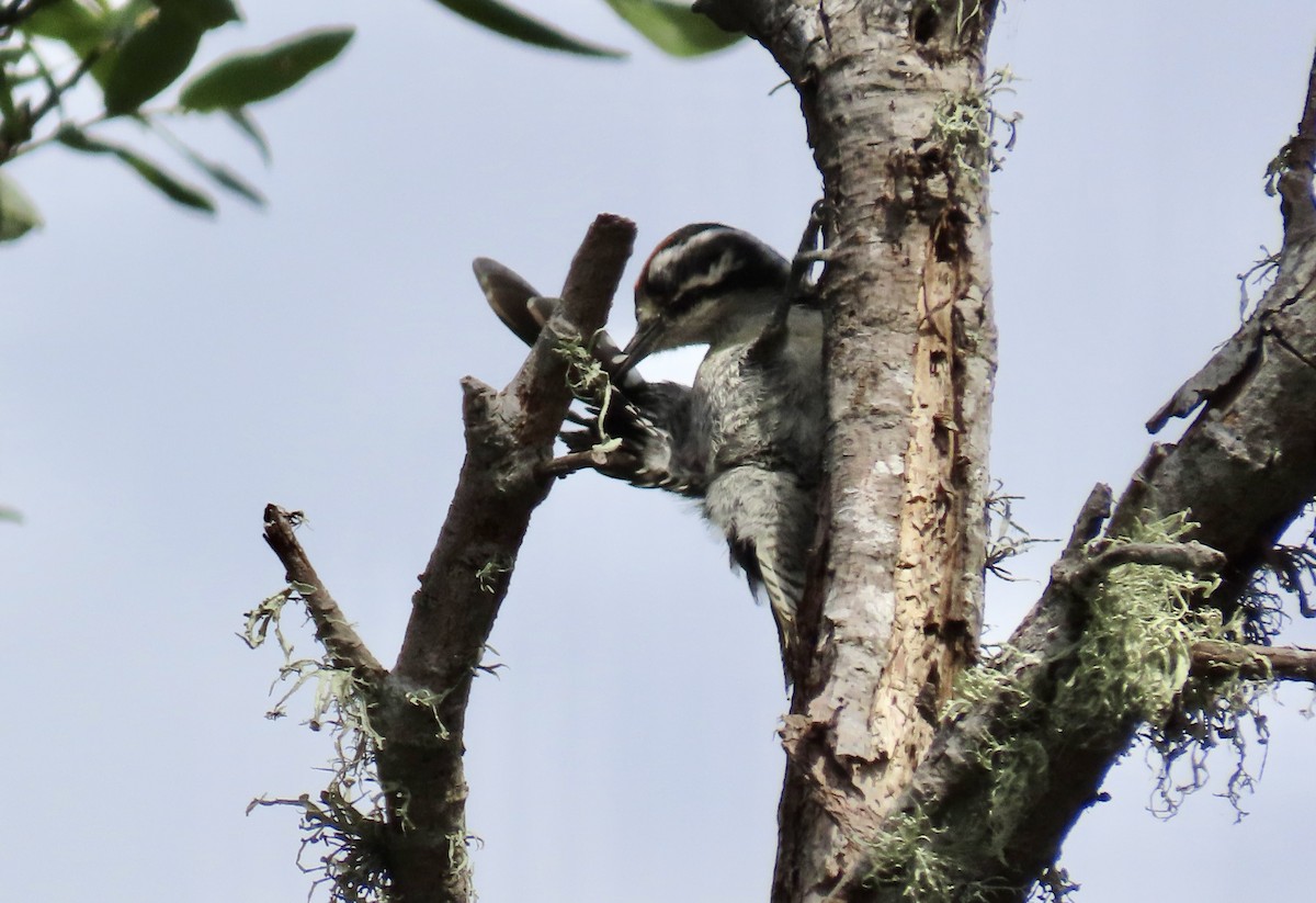 Nuttall's Woodpecker - ML622058272