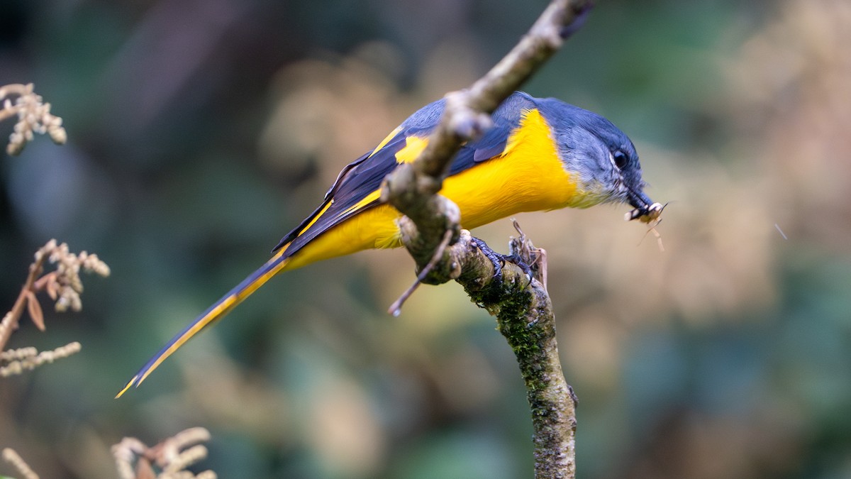 Gray-chinned Minivet - ML622058277