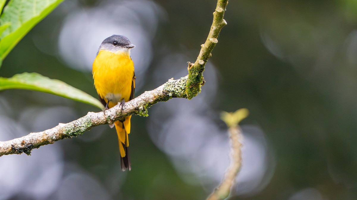 Gray-chinned Minivet - ML622058278