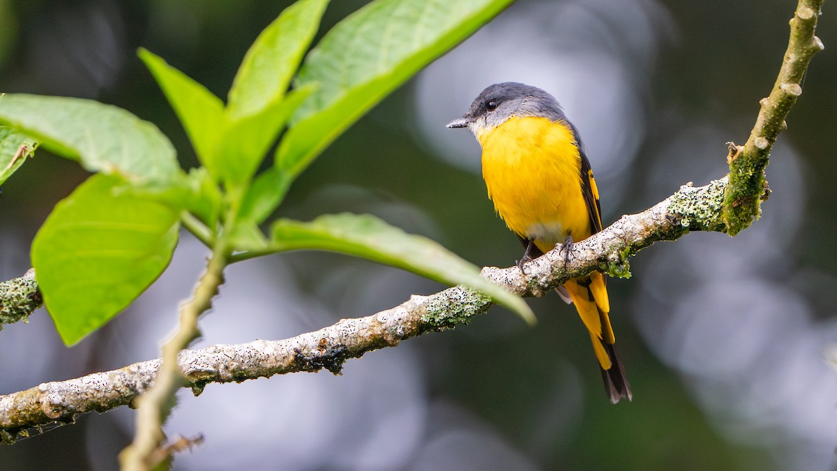 Gray-chinned Minivet - ML622058279