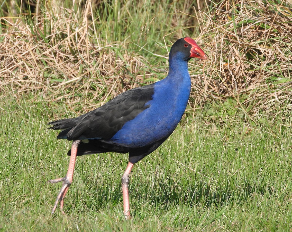 Australasian Swamphen - ML622058282