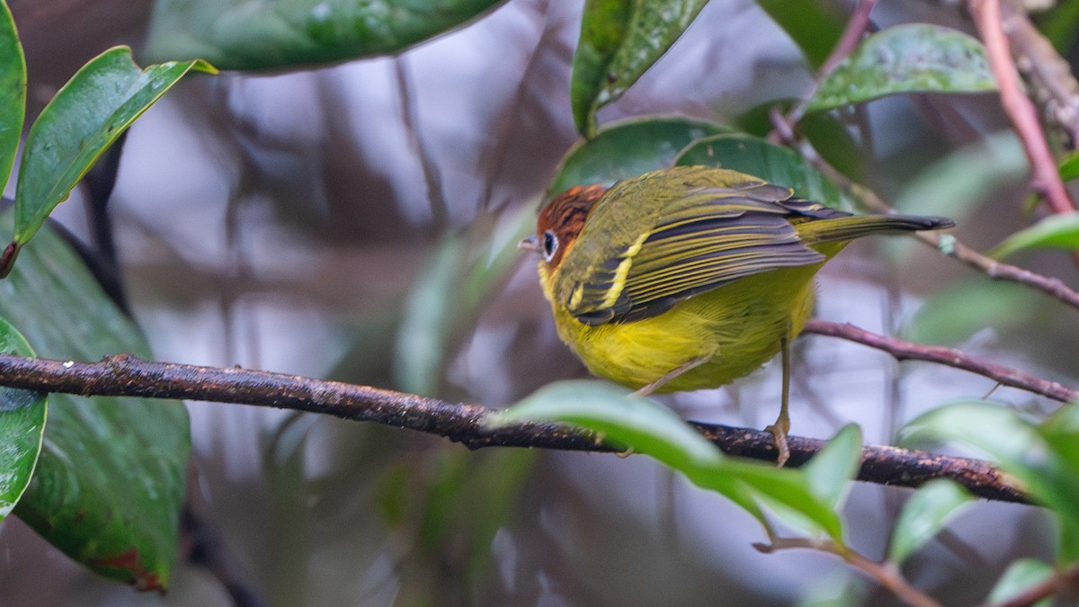 Yellow-breasted Warbler - ML622058286