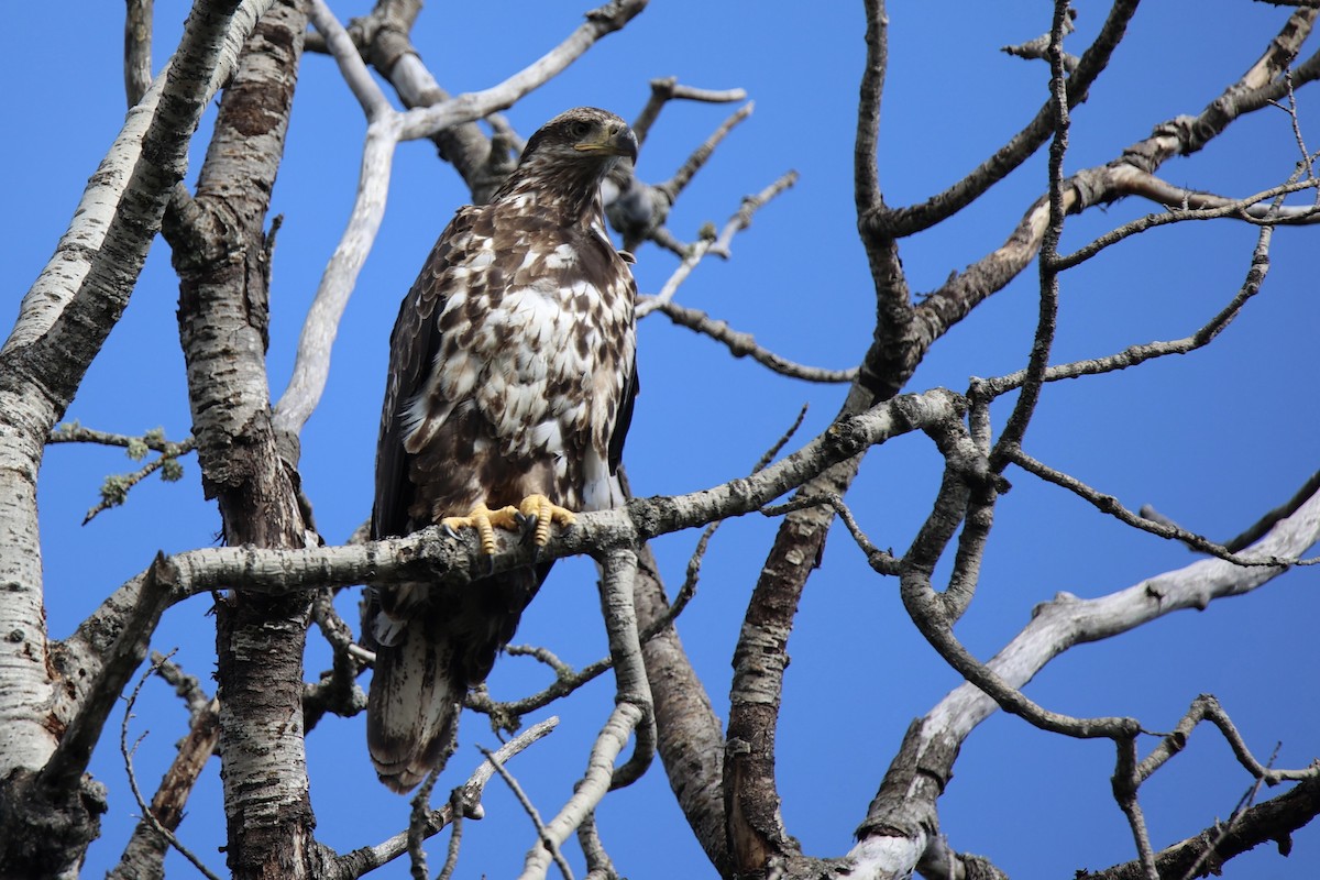 Bald Eagle - ML622058287