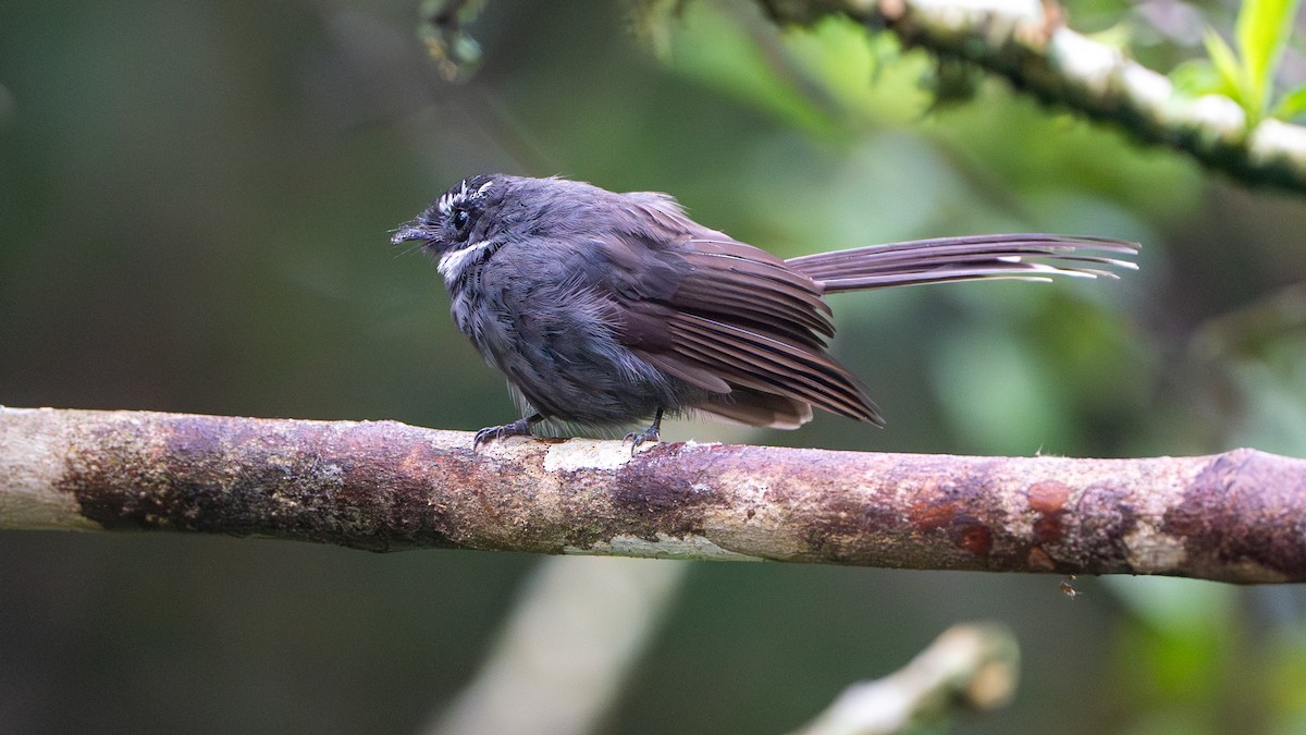 White-throated Fantail - ML622058288