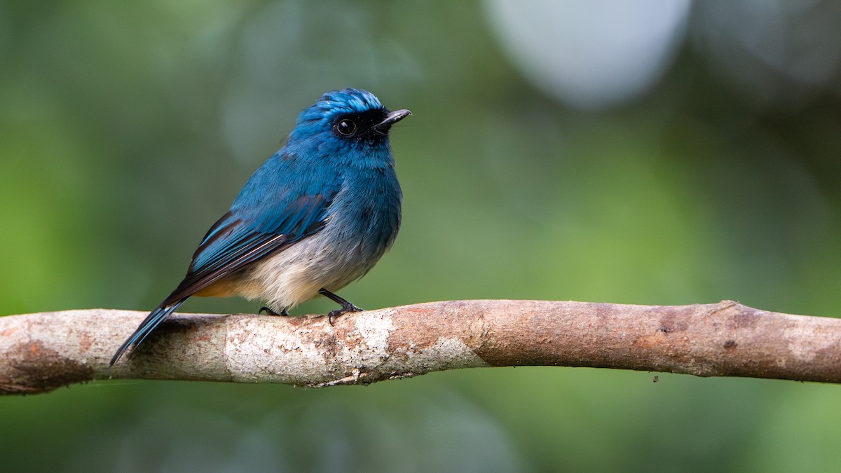 Indigo Flycatcher - ML622058289