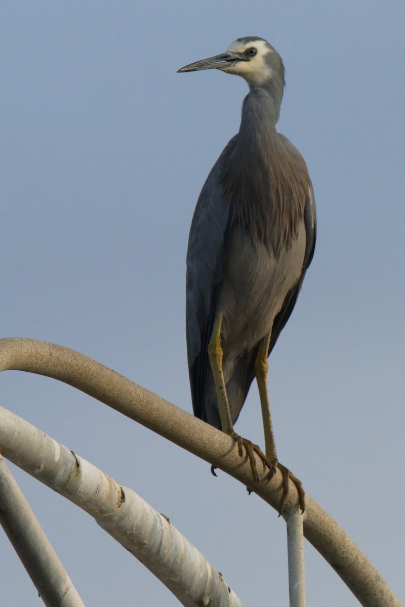 White-faced Heron - ML622058290