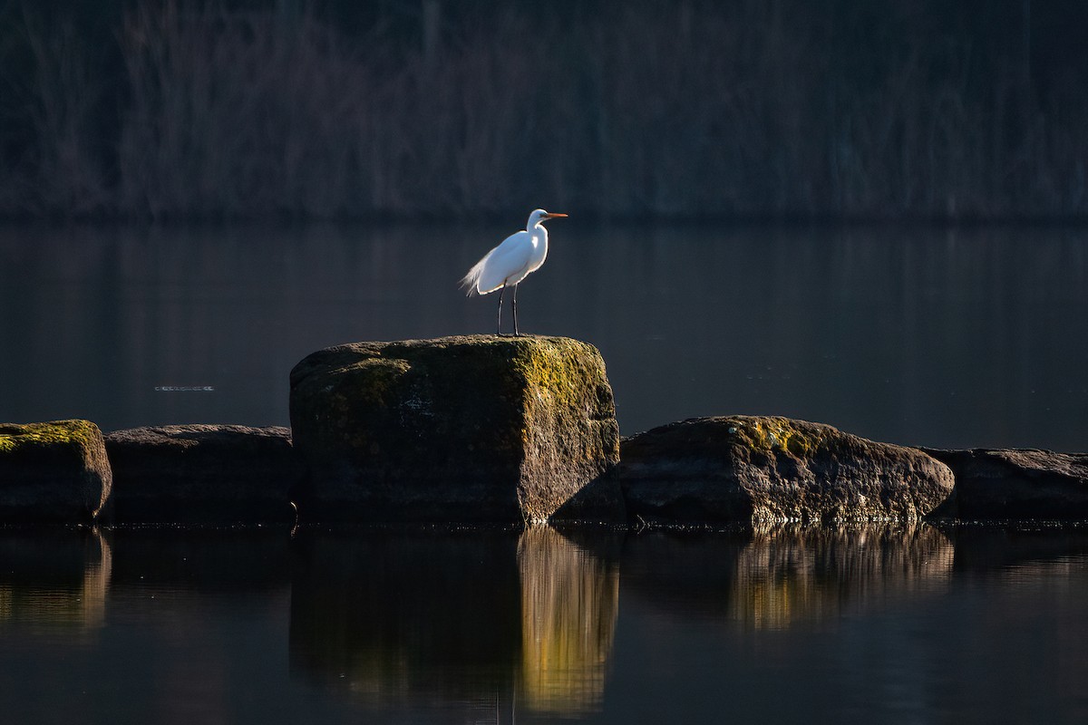 Great Egret - Jonathan Tickner