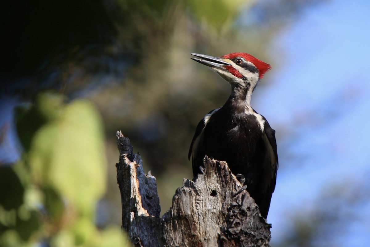 Pileated Woodpecker - ML622058292