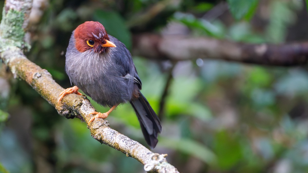 Chestnut-hooded Laughingthrush - Javier Cotin