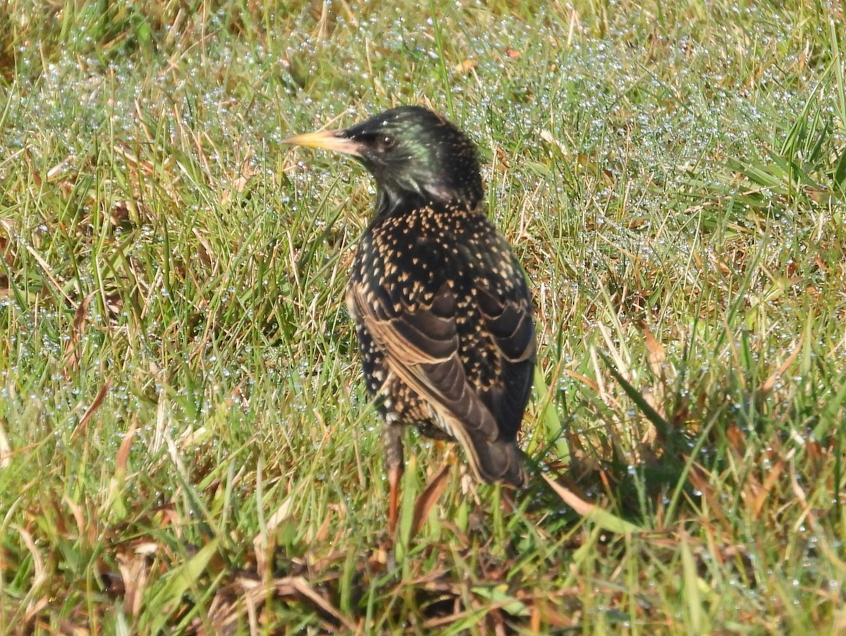 European Starling - ML622058294