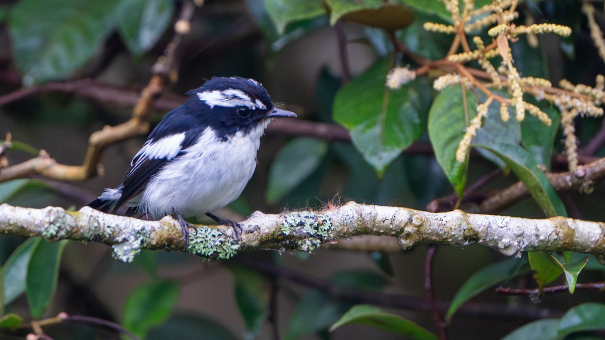 Little Pied Flycatcher - ML622058296