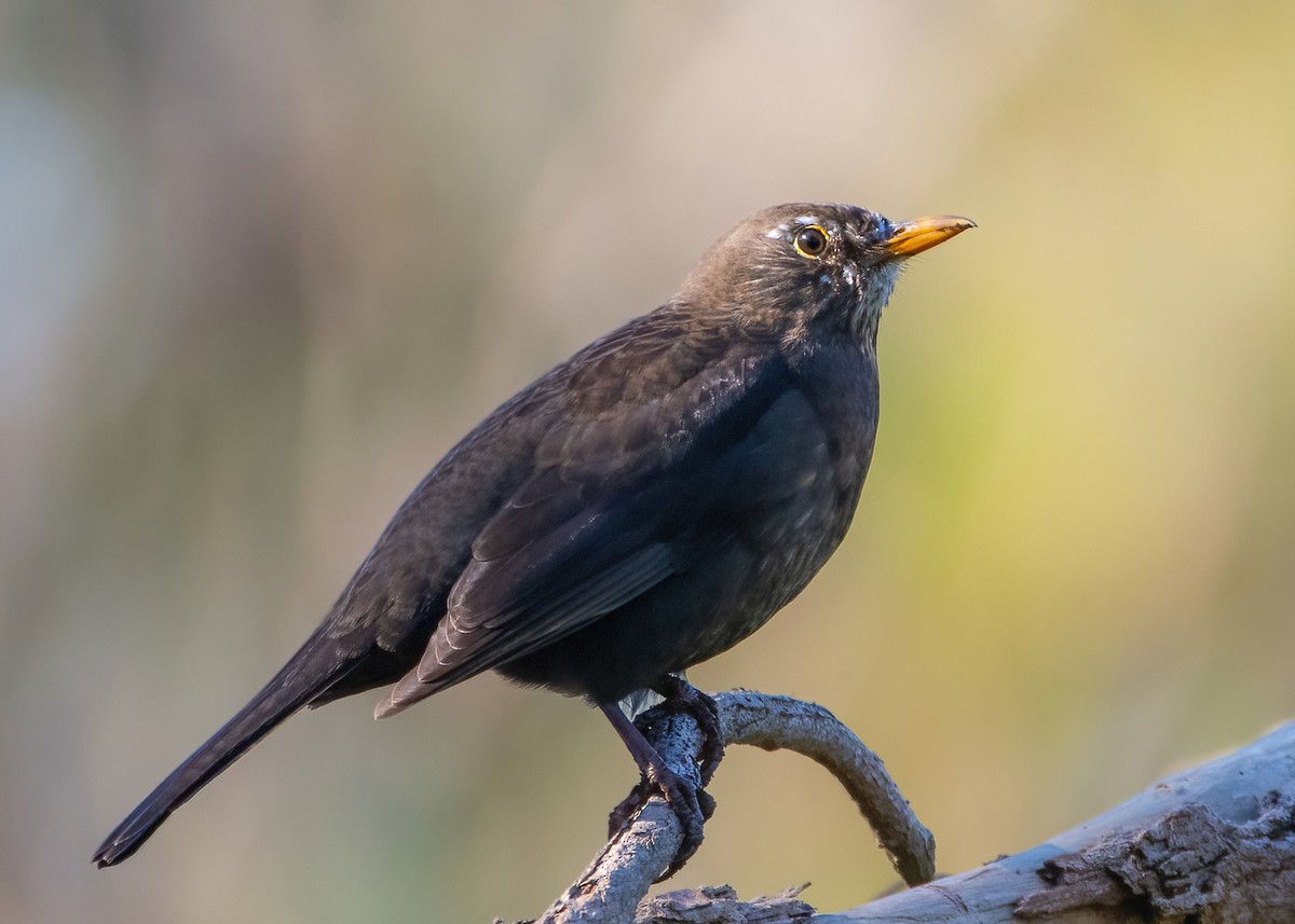 Eurasian Blackbird - ML622058297