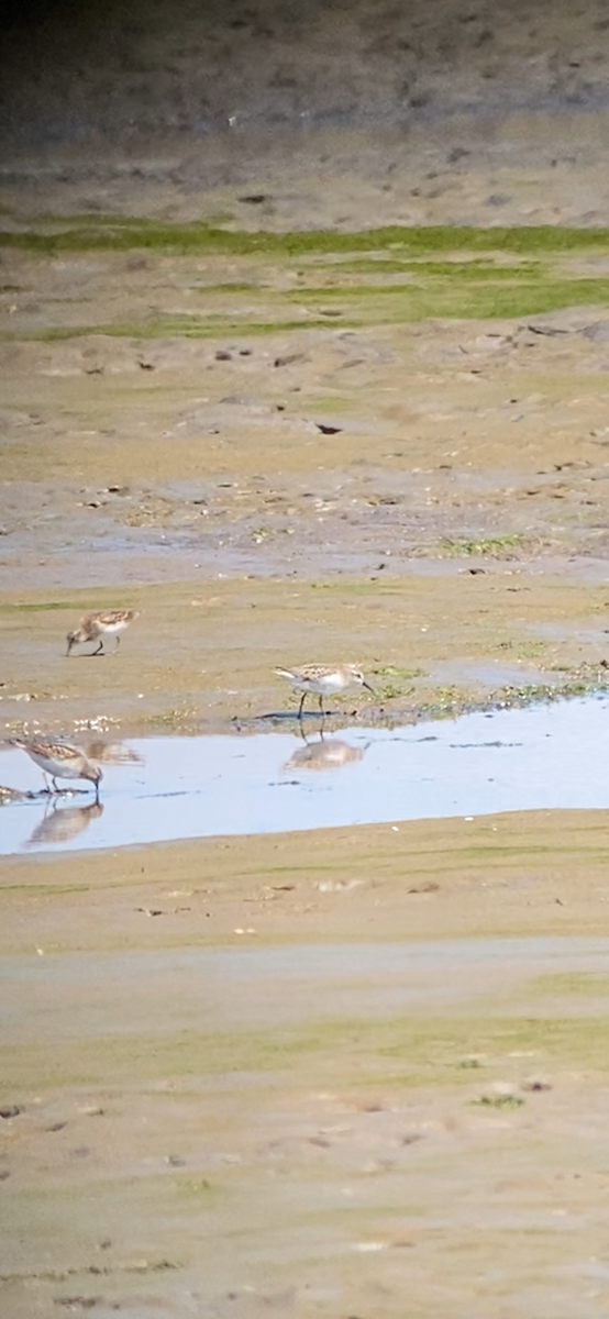 Semipalmated Sandpiper - ML622058298