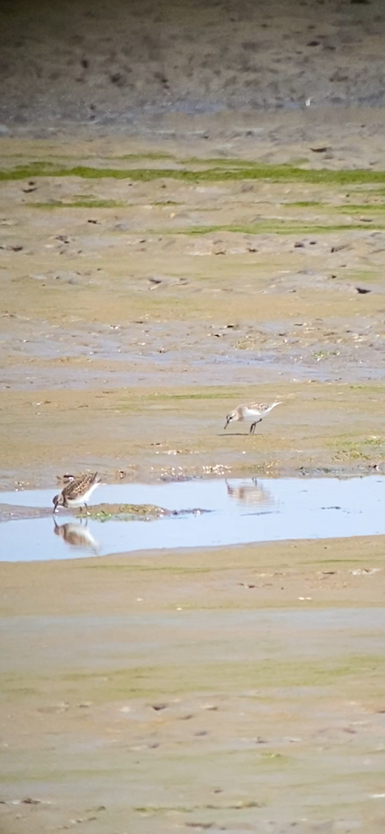 Semipalmated Sandpiper - ML622058299