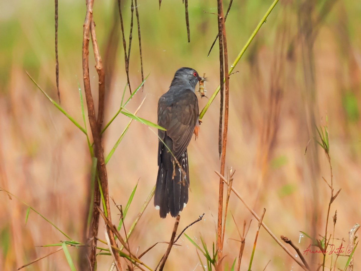 Plaintive Cuckoo - ML622058300