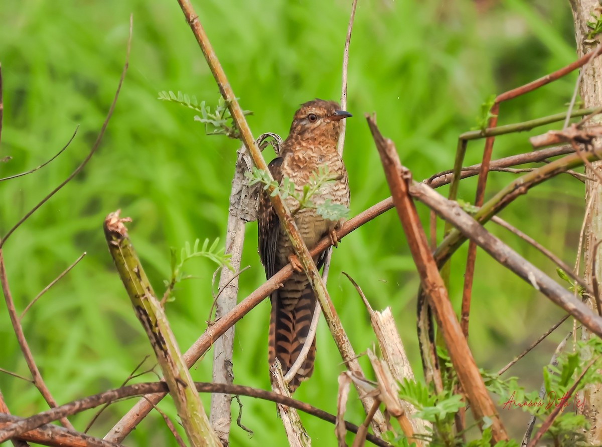 Plaintive Cuckoo - ML622058301