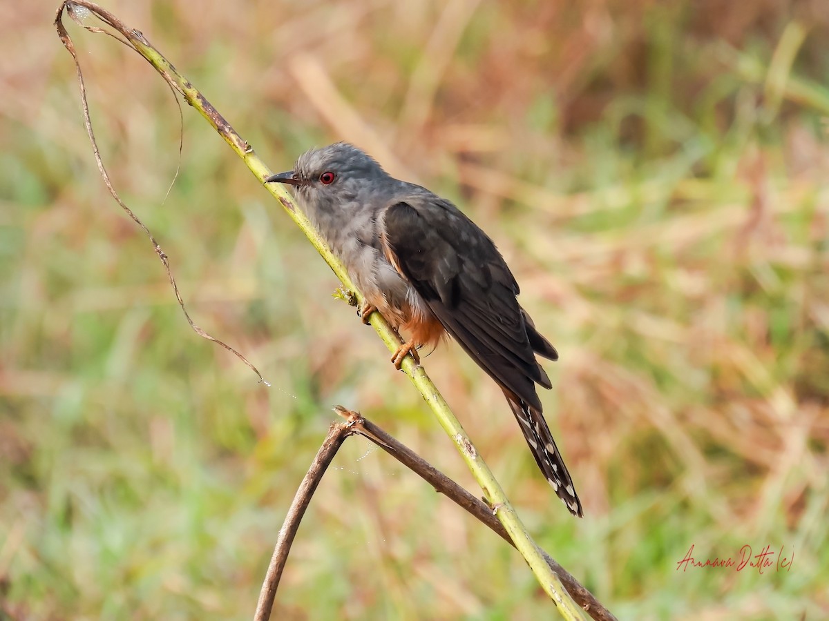 Plaintive Cuckoo - ML622058302