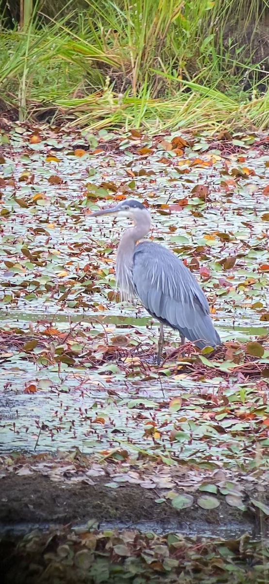 Great Blue Heron - ML622058303