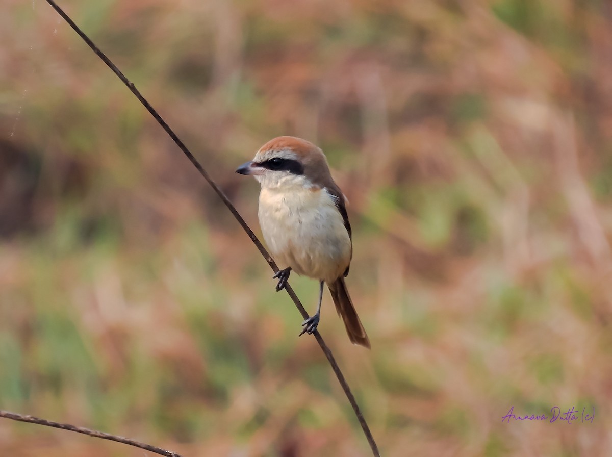 Brown Shrike - ML622058304