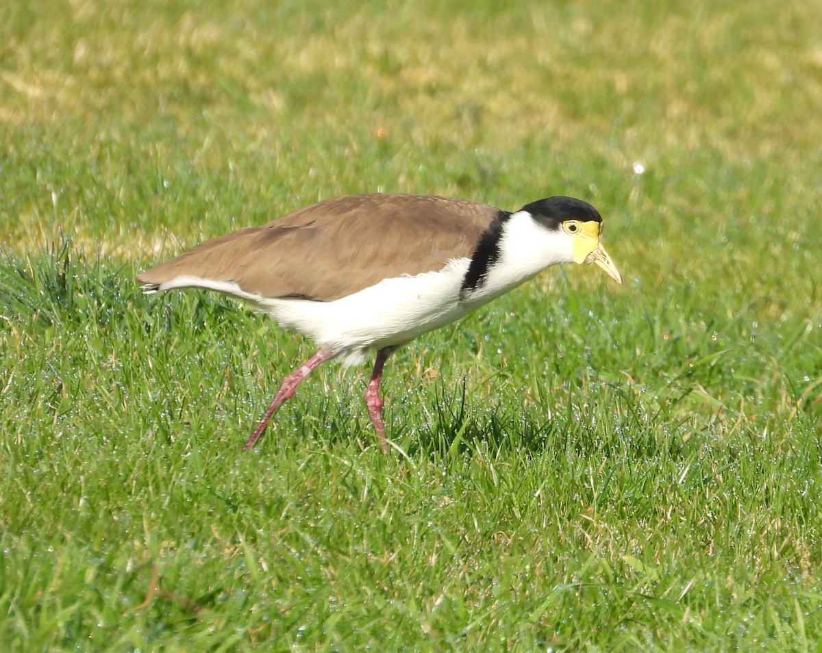 Masked Lapwing - ML622058306