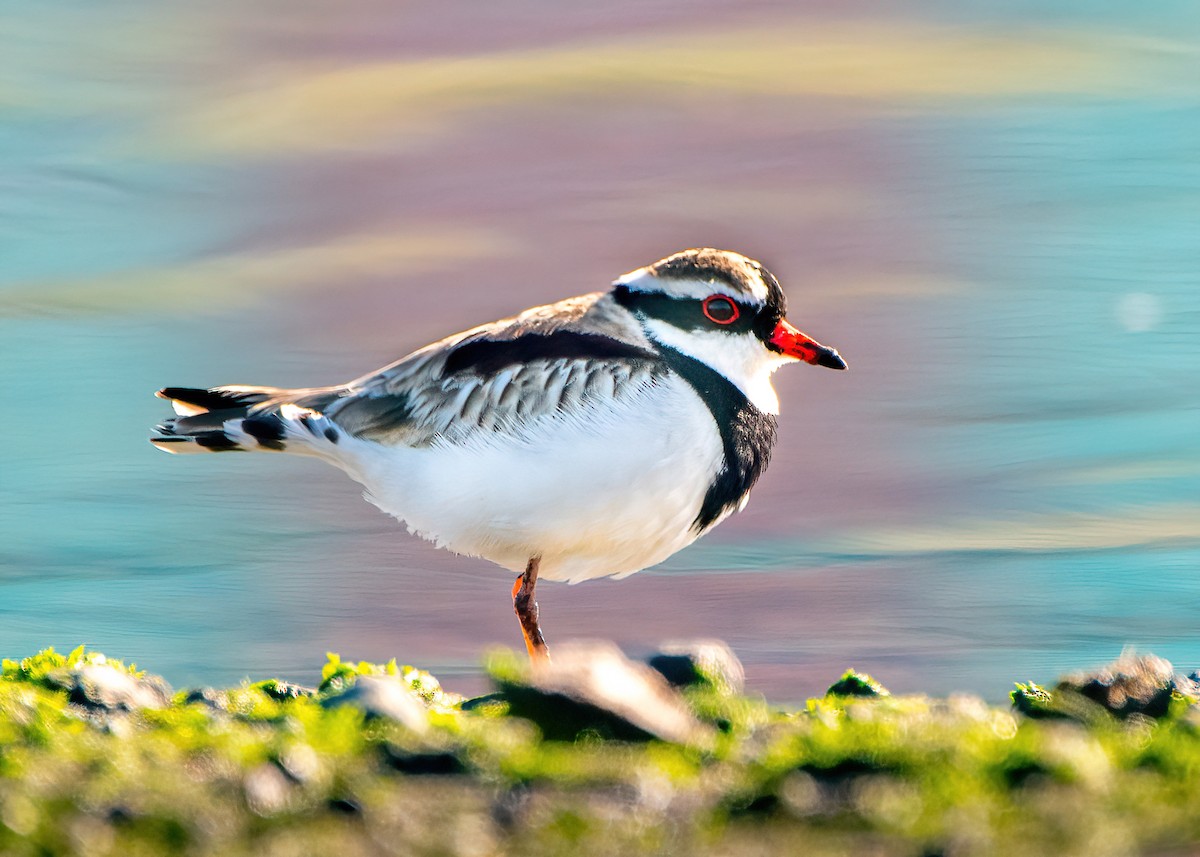 Black-fronted Dotterel - ML622058307