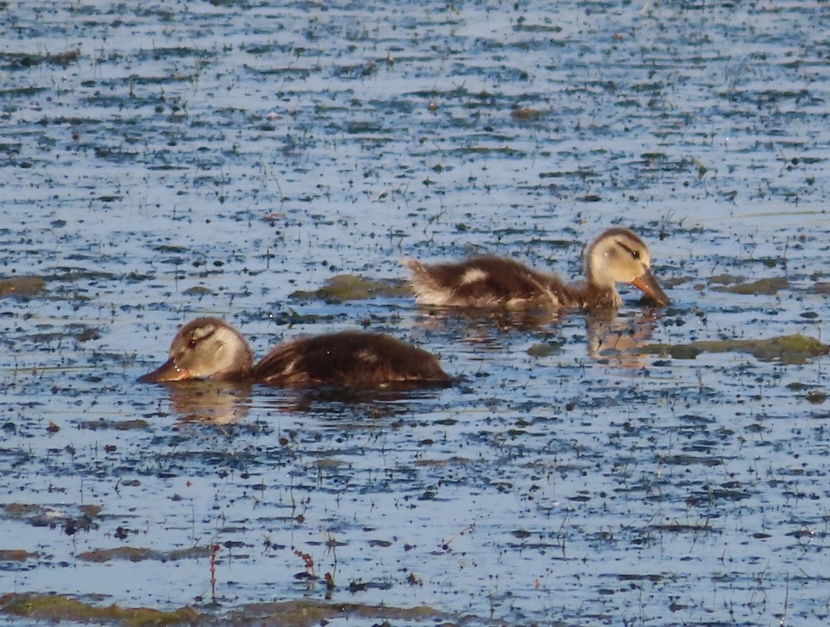 Canard colvert - ML622058308