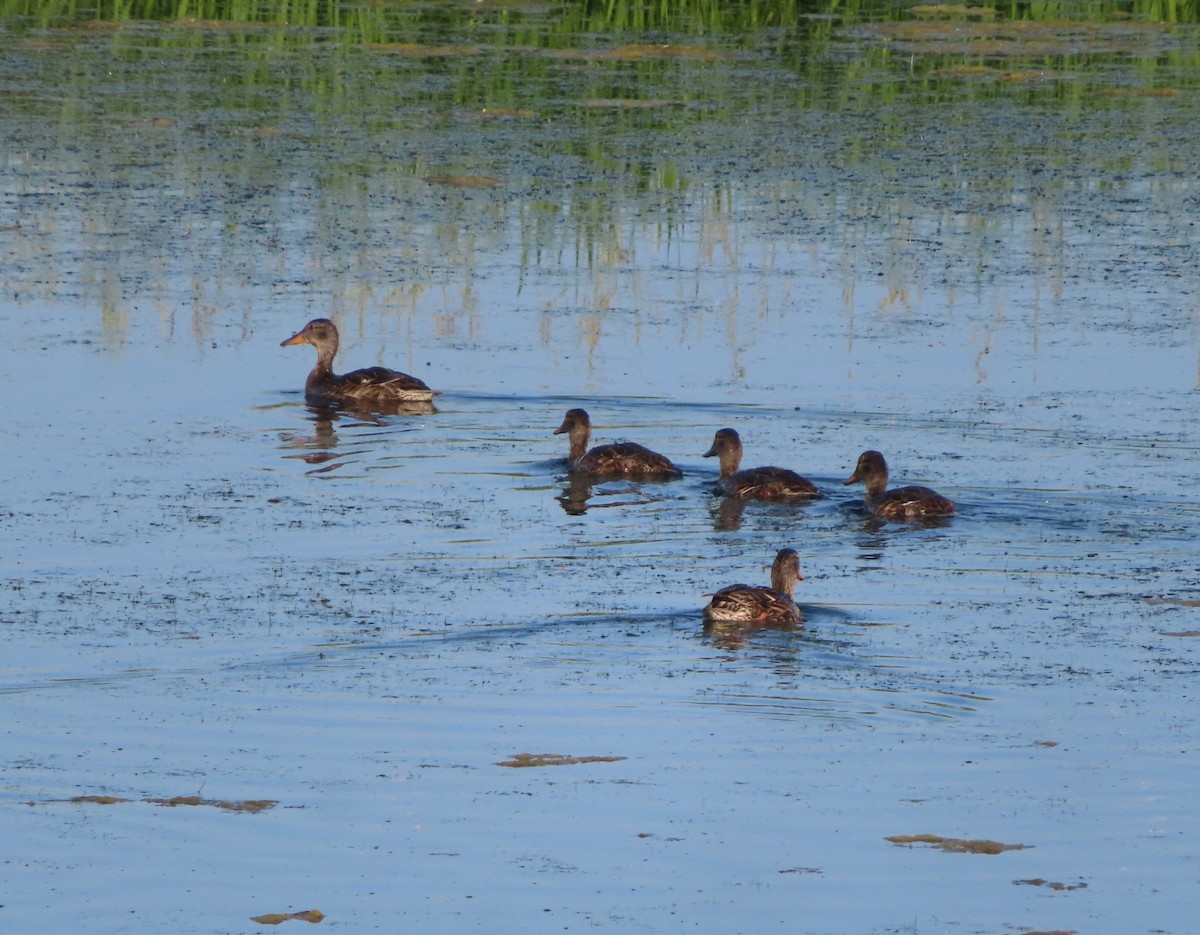 Canard colvert - ML622058309