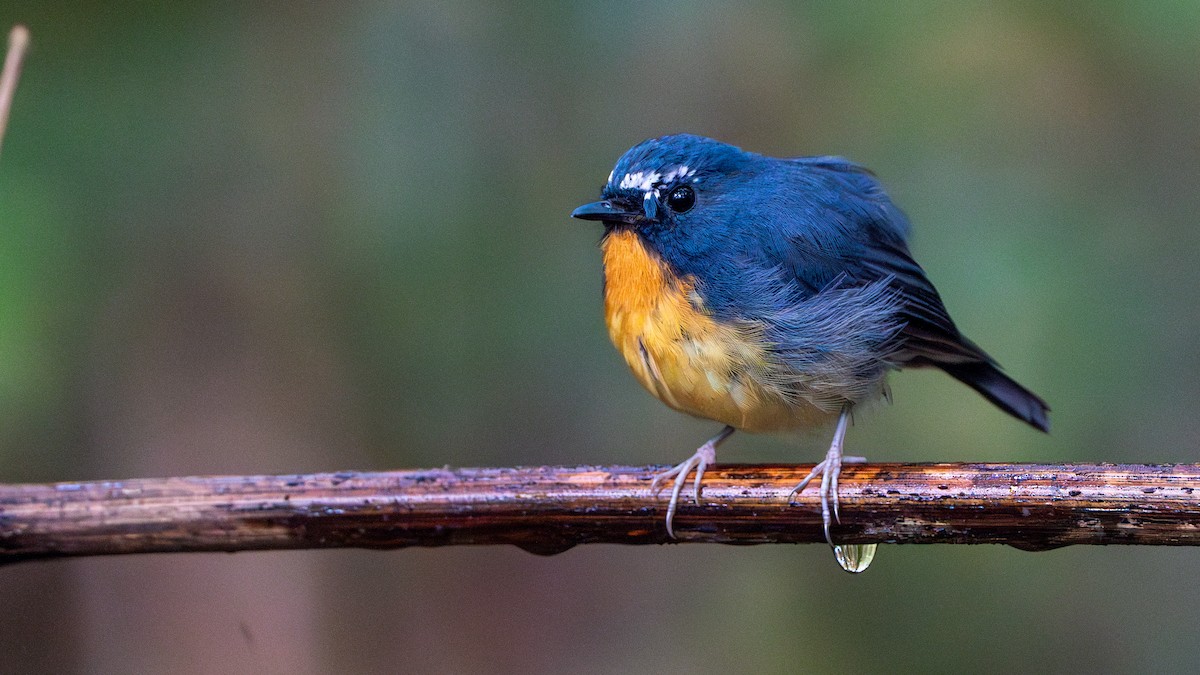 Snowy-browed Flycatcher - ML622058310