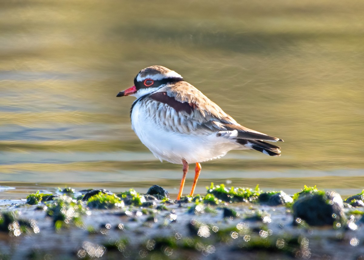 Black-fronted Dotterel - ML622058311