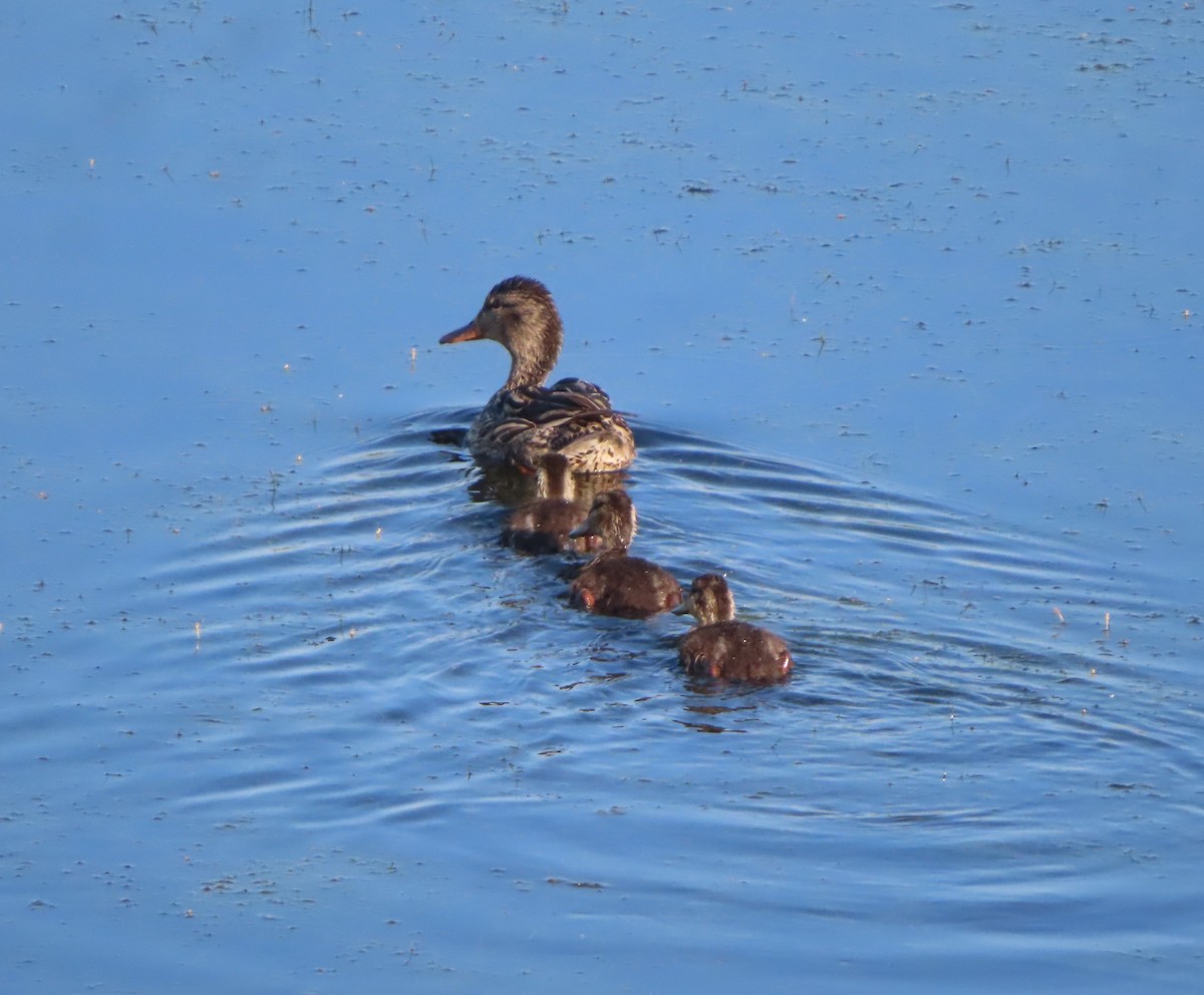 Canard colvert - ML622058312